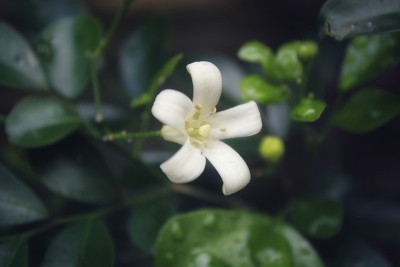 穆雷亚恐慌