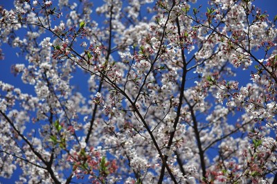 樱花枝头花树在冬、夏、春之间的蓝天天季节