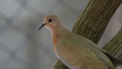 笑鸽子(Stretopelia senegalensis)栖息在树枝上