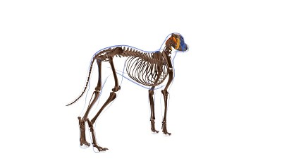 头斜肌狗的肌肉解剖医学概念3D