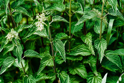 花园里的绿色小荨麻。