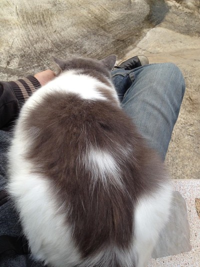 猫睡觉