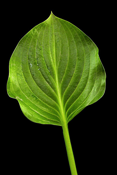玉簪、芦笋科植物的绿叶。天冬酰胺)，在黑色的背景