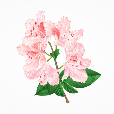 淡粉色杜鹃花嫩枝山地灌木复古矢量插图编辑