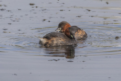两只雄性小Grebe，也被称为Dabchick，学名为Tachybaptus ruficollis