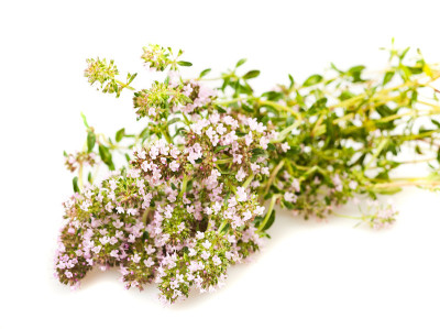 野生百里香的花