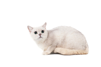 浅灰色短毛猫纯种缅甸隔离在白色背景与地方为文本