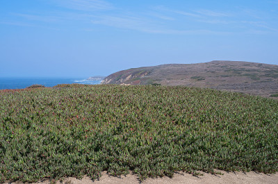 Bodega Head和Bay Vista