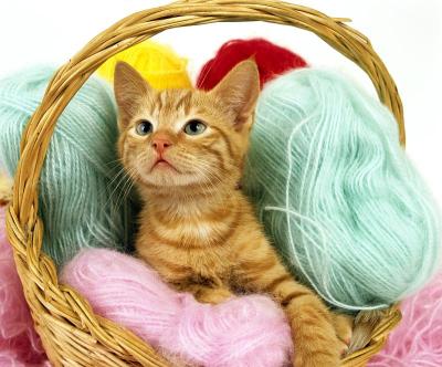 红虎斑家猫，小猫在装满毛球的篮子里玩耍