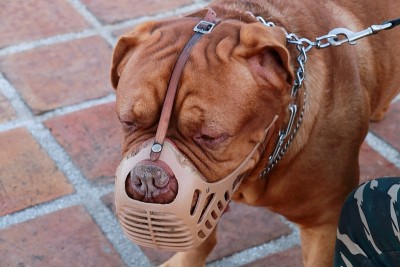 斗牛犬