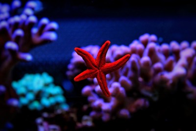 来自优雅的海星在珊瑚礁水族馆缸