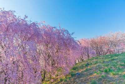 樱花墙