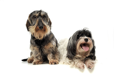 一只可爱的硬毛腊肠犬和一只哈瓦那犬好奇地看着镜头
