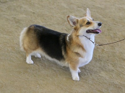彭布罗克威尔士科基犬