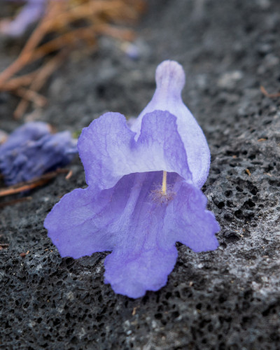 紫色蓝花楹树在盛开