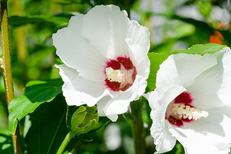 白芙蓉，月季花，