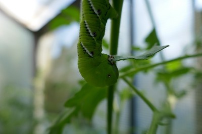 番茄角虫幼虫倒挂