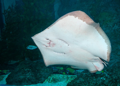 雷的特写肖像在水族馆