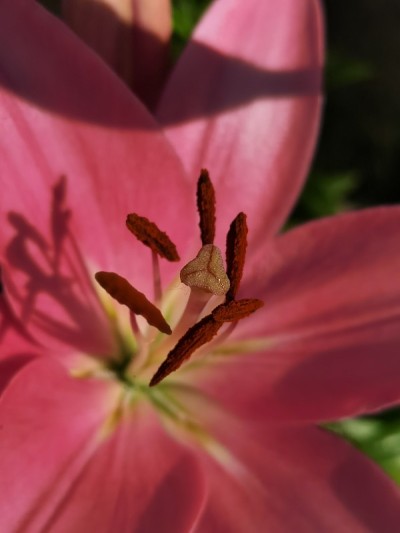雌蕊和雄蕊