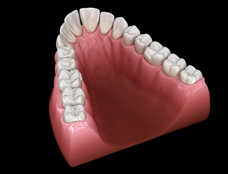 上颌骨呈v字形，呈锥形。医学上准确的牙齿3D插图