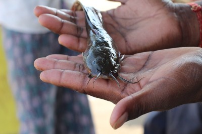 德西马格尔鱼在户内生物絮体单元马格尔鱼养殖在鲶鱼手中