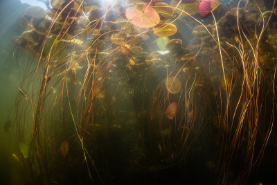 淡水池塘的水下风景