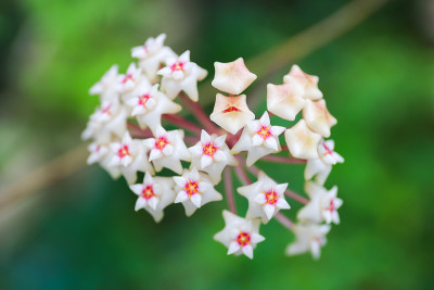 蜡的花