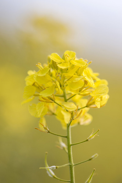 油菜开花