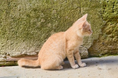 街上的猫