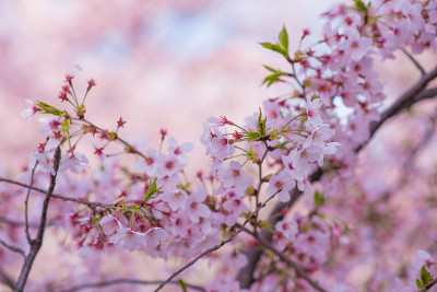 “Sakura”樱花在河边盛开