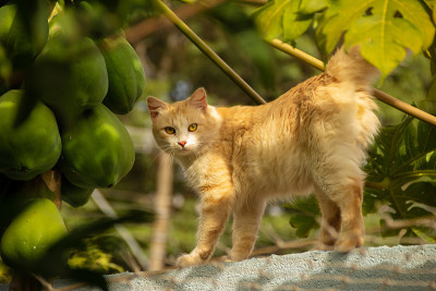 一个黄色的猫。