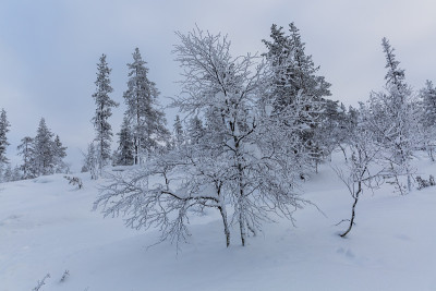 夕阳下的雪景，芬兰拉普兰冬天结冰的树木