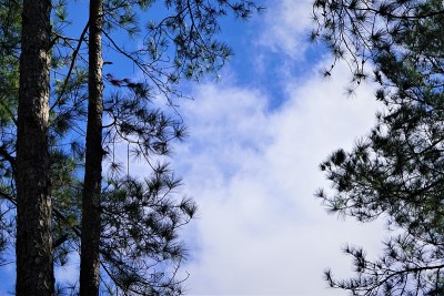 树和天空