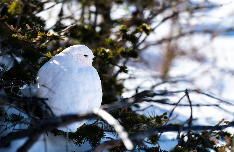 White-tailed Ptarmigan in Winter