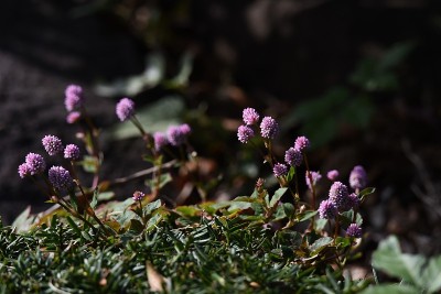 蒲桃(Polygonum)花