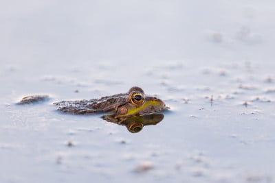 池塘里的绿色沼泽蛙。Pelophylax ridibundus