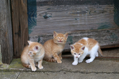 小猫