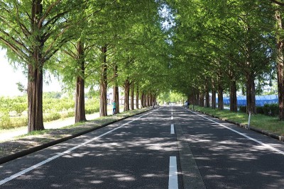32、夏天路上有水杉树