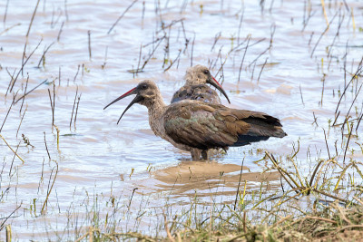 两大田Ibis (Bostrychia hagedash)