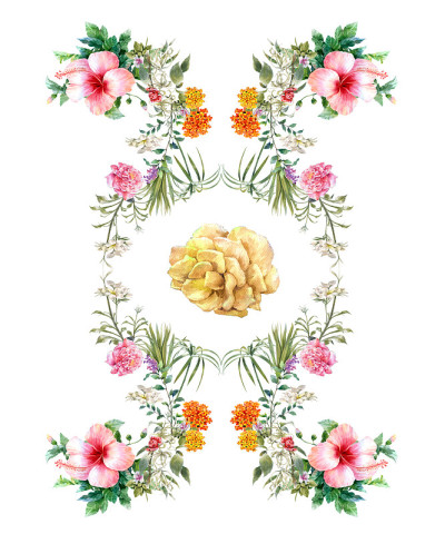 水彩画的叶子和花，在白色的背景