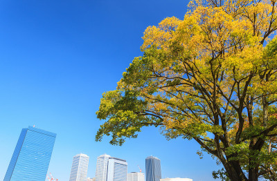 秋天的大阪，美丽的黄树在大阪的城市景观