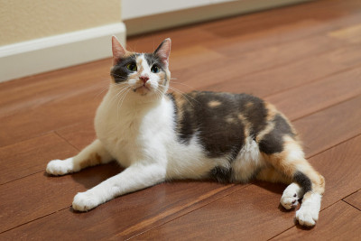 一只顽皮的马鬃花猫