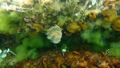 多毛类:海底的光滑管虫或红点马蹄形(管状突起)