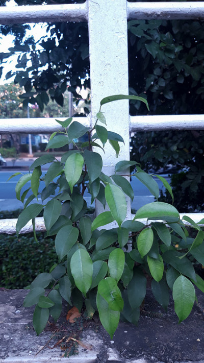 榕树或榕树