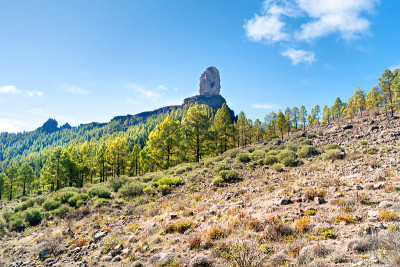 山坡上有松树和岩石