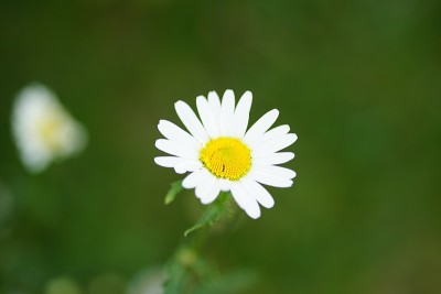 宏观的雏菊花