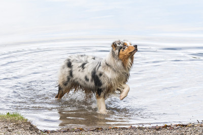 澳大利亚牧羊犬在托维尔湖岸边奔跑