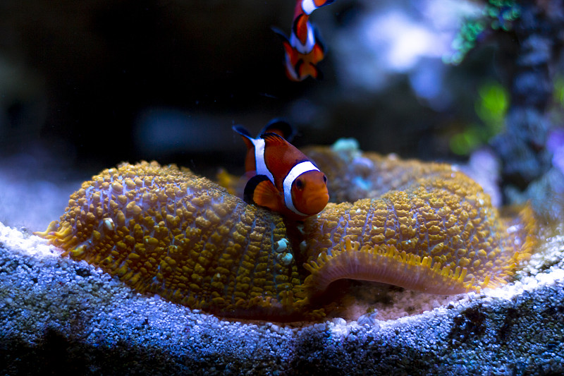 小丑鱼在水族缸里游泳