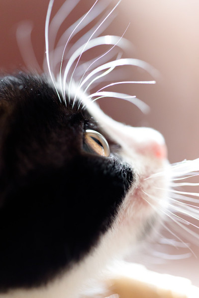 猫宝宝