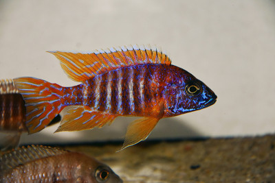 German Red Peacock Cichlid - Aulonocara sp.